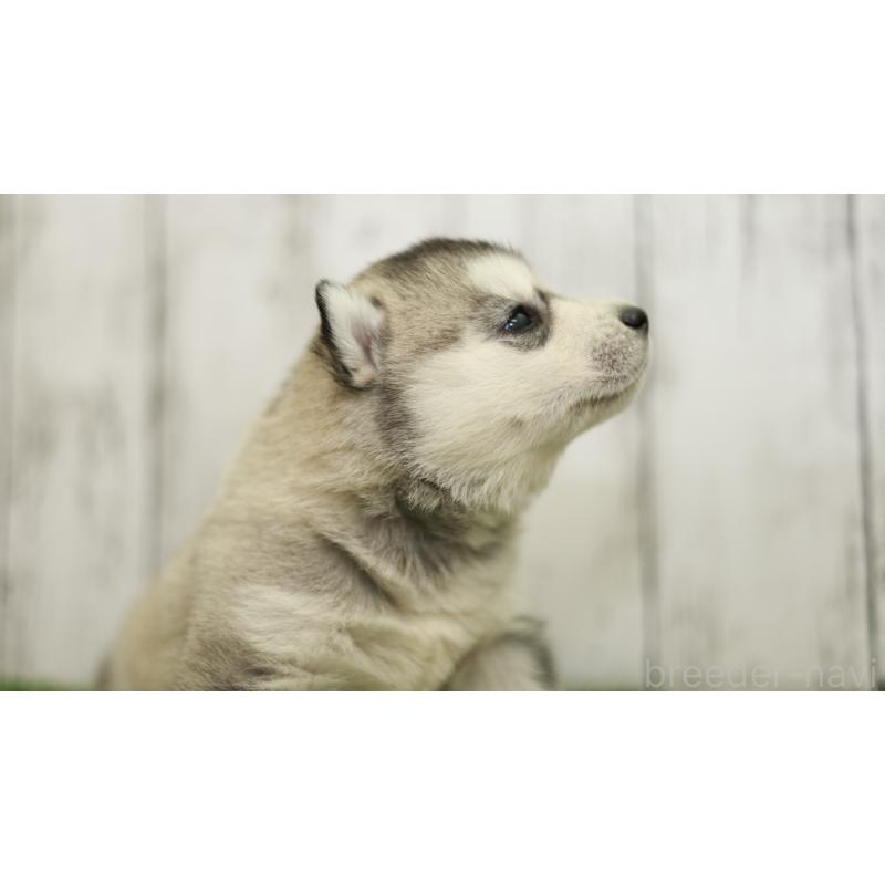 販売中の三重県のシベリアンハスキー-452685の8枚目