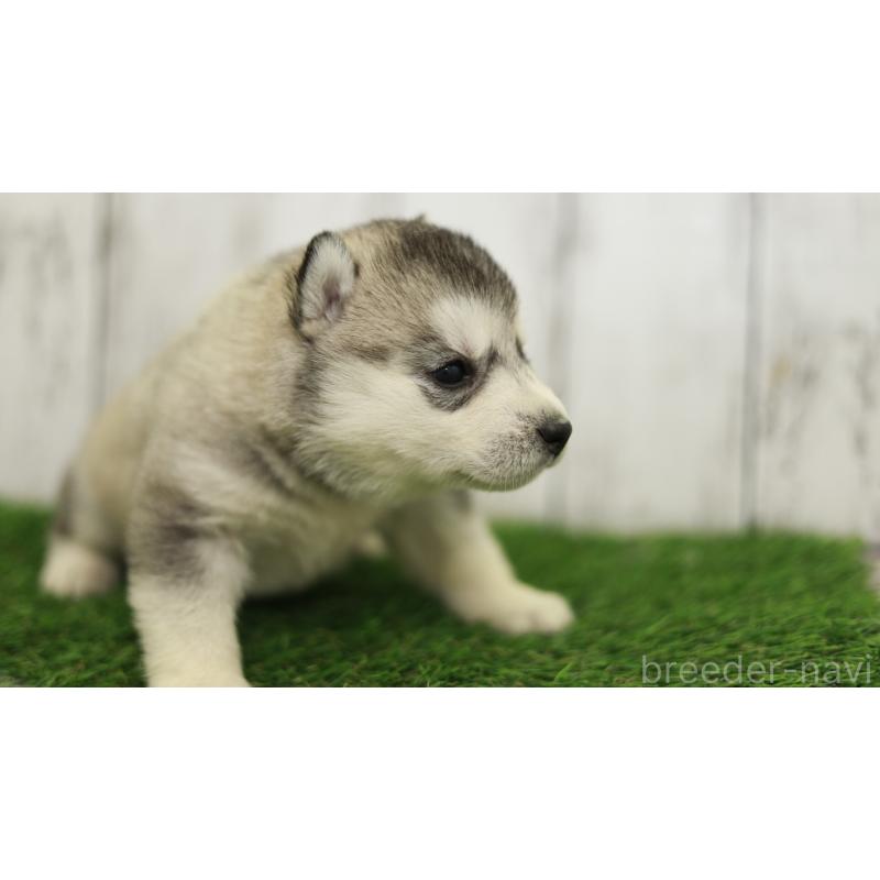 販売中の三重県のシベリアンハスキー-452685の7枚目