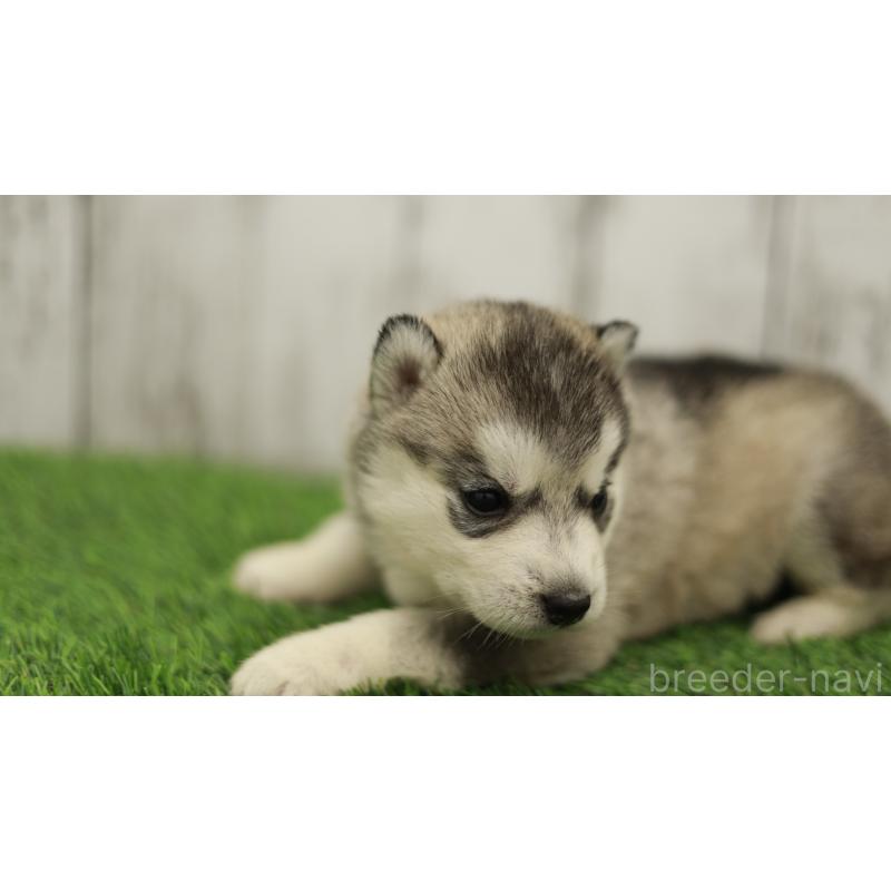 販売中の三重県のシベリアンハスキー-452685の6枚目