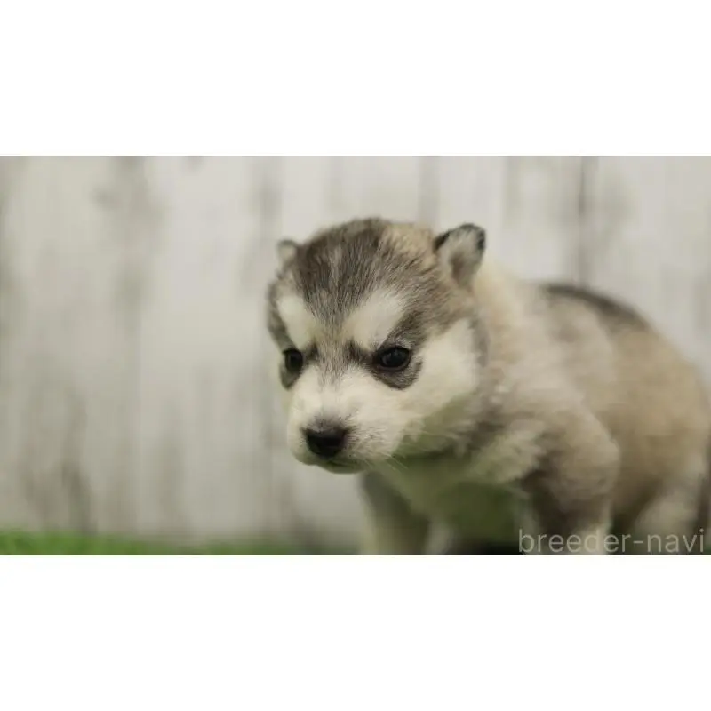 販売中の三重県のシベリアンハスキー-452685の5枚目