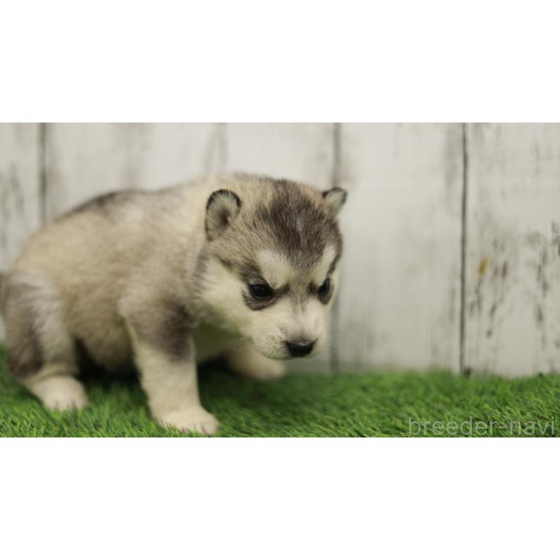 販売中の三重県のシベリアンハスキー-452685の4枚目