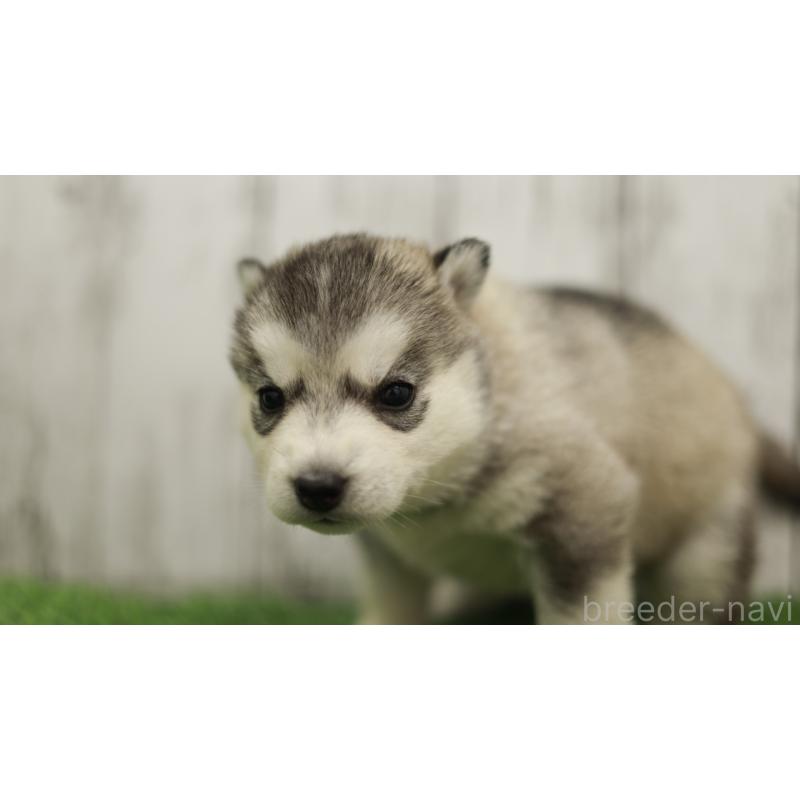 販売中の三重県のシベリアンハスキー-452685の3枚目