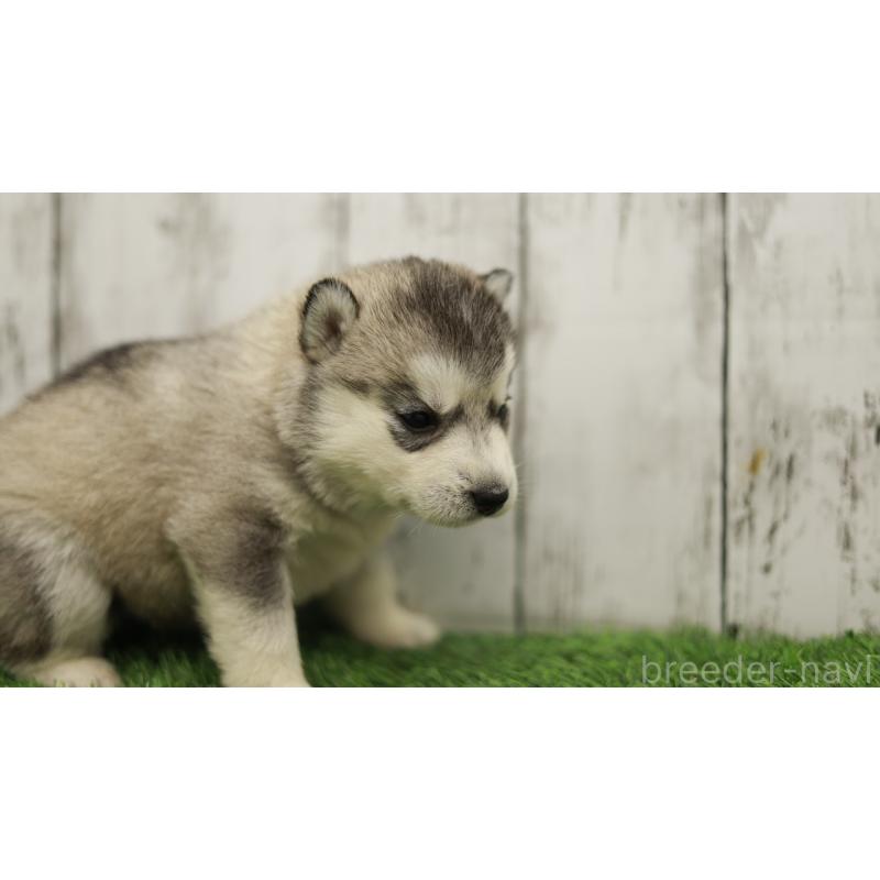 販売中の三重県のシベリアンハスキー-452685の2枚目