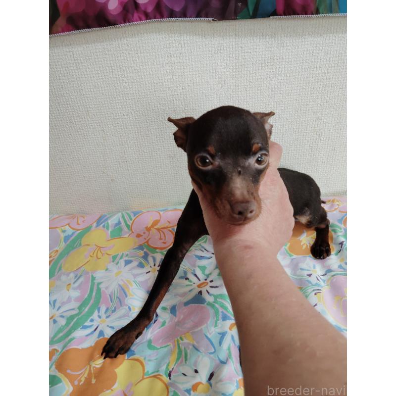 販売中の大阪府のミニチュアピンシャー(ミニピン)-409848の5枚目