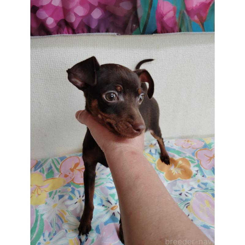 販売中の大阪府のミニチュアピンシャー(ミニピン)-409848の4枚目