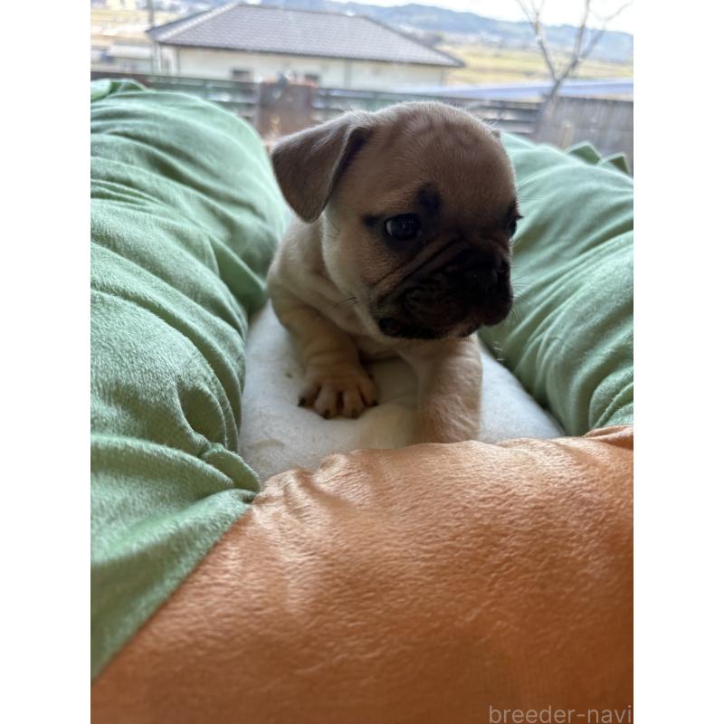 販売中の静岡県のフレンチブルドッグ-444318の4枚目