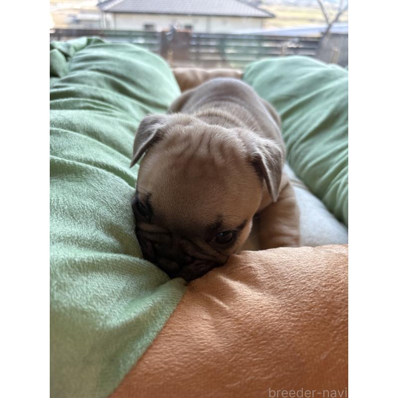 販売中の静岡県のフレンチブルドッグ-444318の3枚目