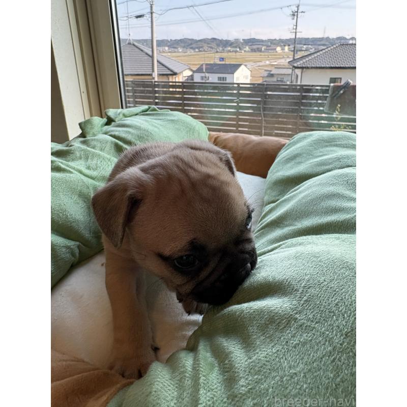 販売中の静岡県のフレンチブルドッグ-444318の2枚目