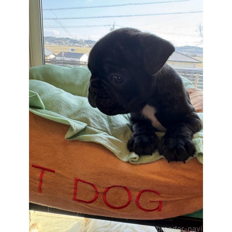 販売中の静岡県のフレンチブルドッグ-444320の5枚目