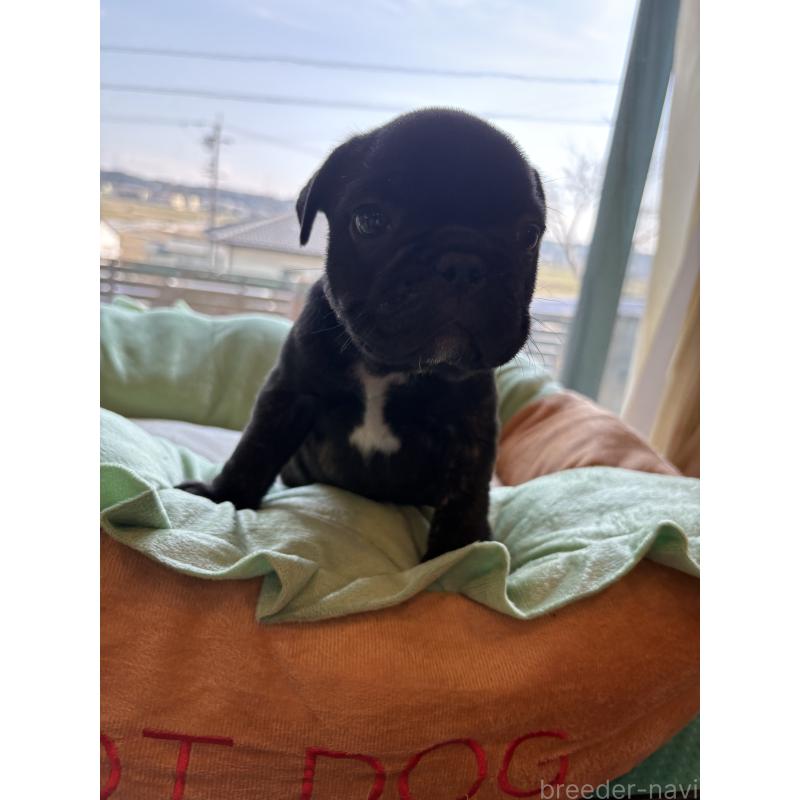 販売中の静岡県のフレンチブルドッグ-444320の4枚目