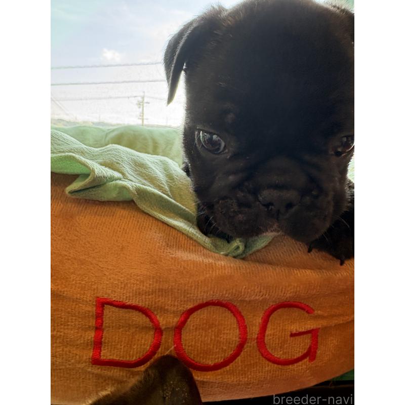 販売中の静岡県のフレンチブルドッグ-444320の2枚目