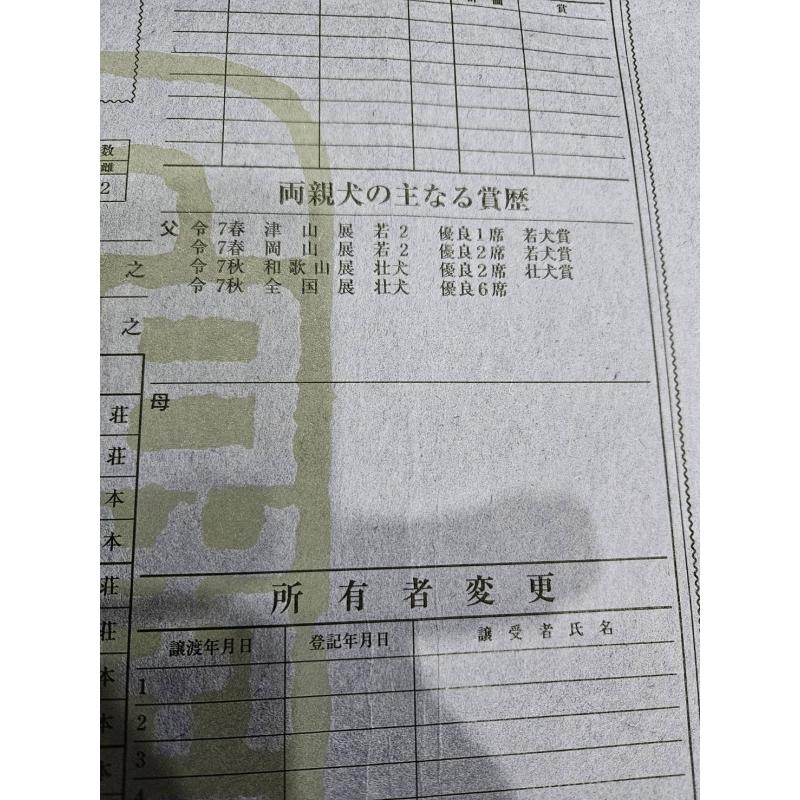 販売中の兵庫県の柴犬-452686の6枚目