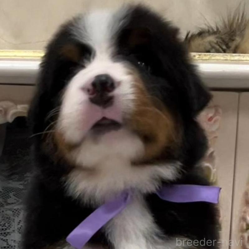 販売中の愛知県のバーニーズマウンテンドッグ-452687の9枚目