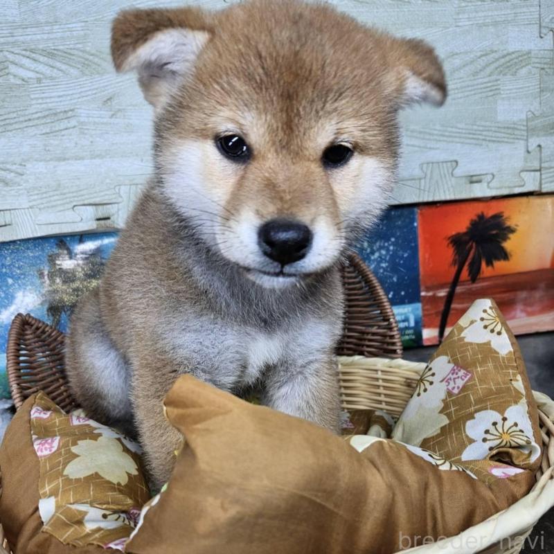 販売中の兵庫県の柴犬-452686の5枚目