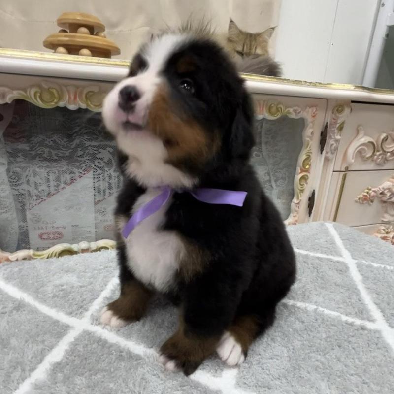 販売中の愛知県のバーニーズマウンテンドッグ-452687の7枚目