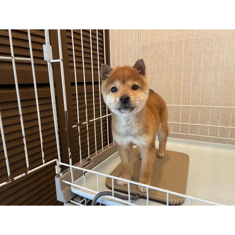 販売中の兵庫県の豆柴-443014の4枚目