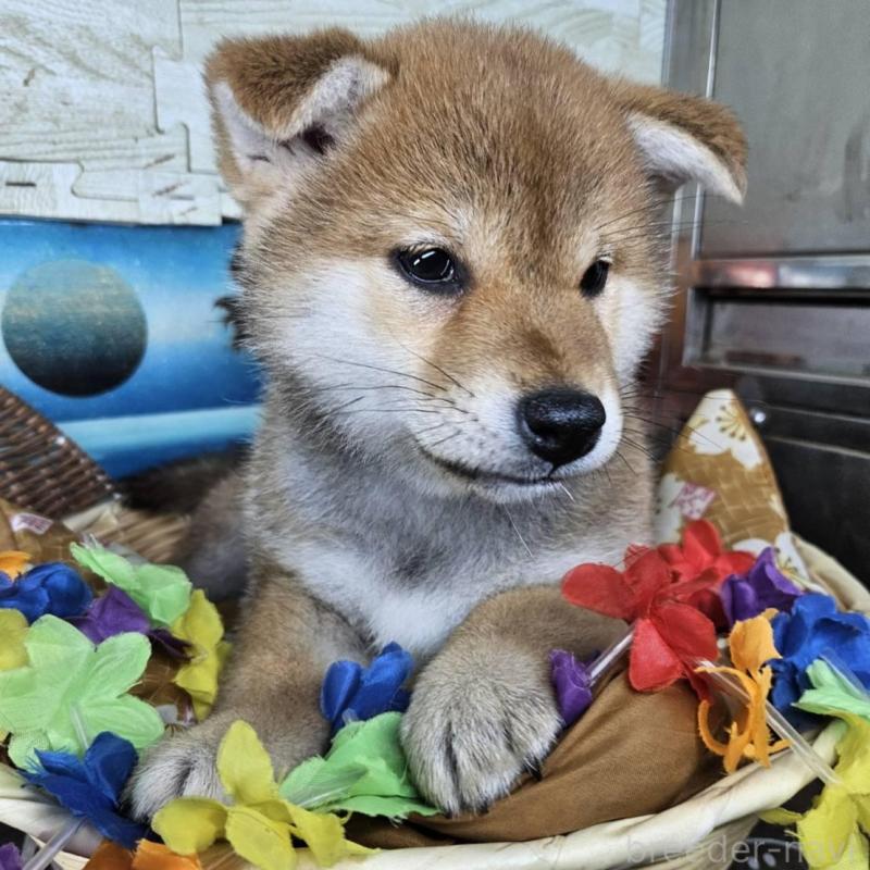 販売中の兵庫県の柴犬-452686の4枚目