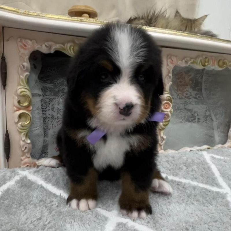 販売中の愛知県のバーニーズマウンテンドッグ-452687の5枚目