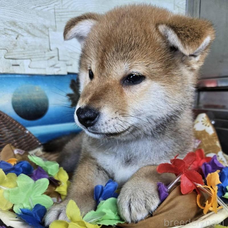 販売中の兵庫県の柴犬-452686の3枚目