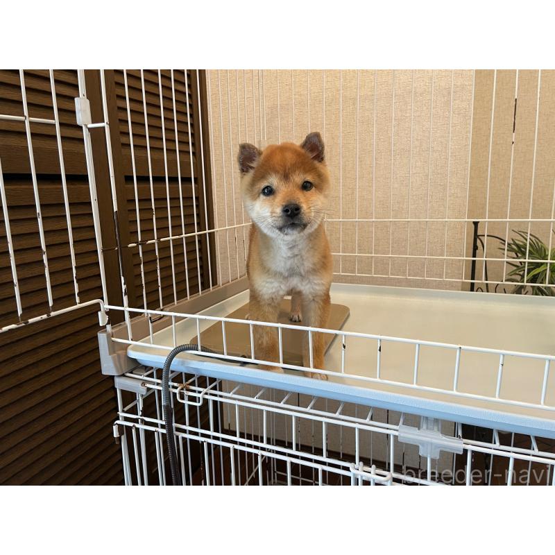 販売中の兵庫県の豆柴-443014の3枚目