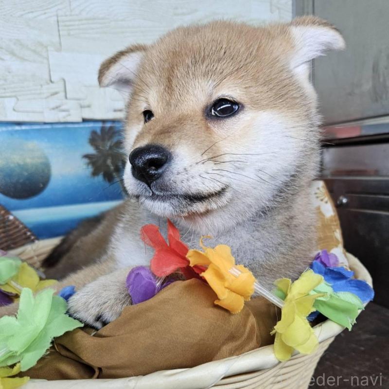 販売中の兵庫県の柴犬-452686の2枚目