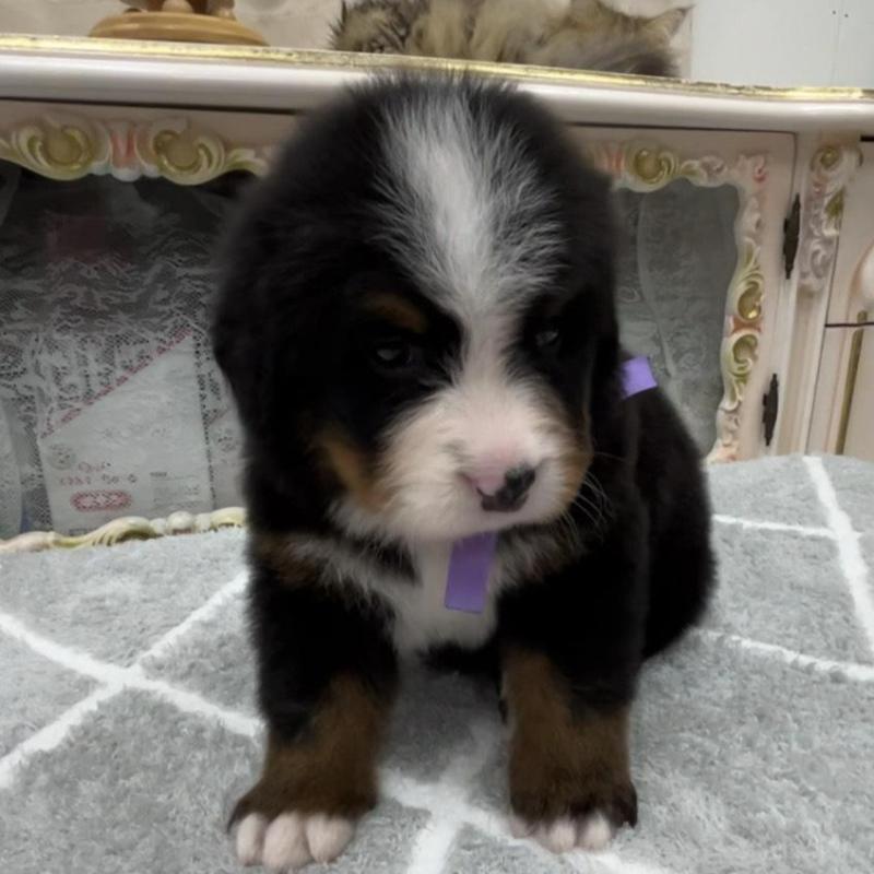 販売中の愛知県のバーニーズマウンテンドッグ-452687の4枚目