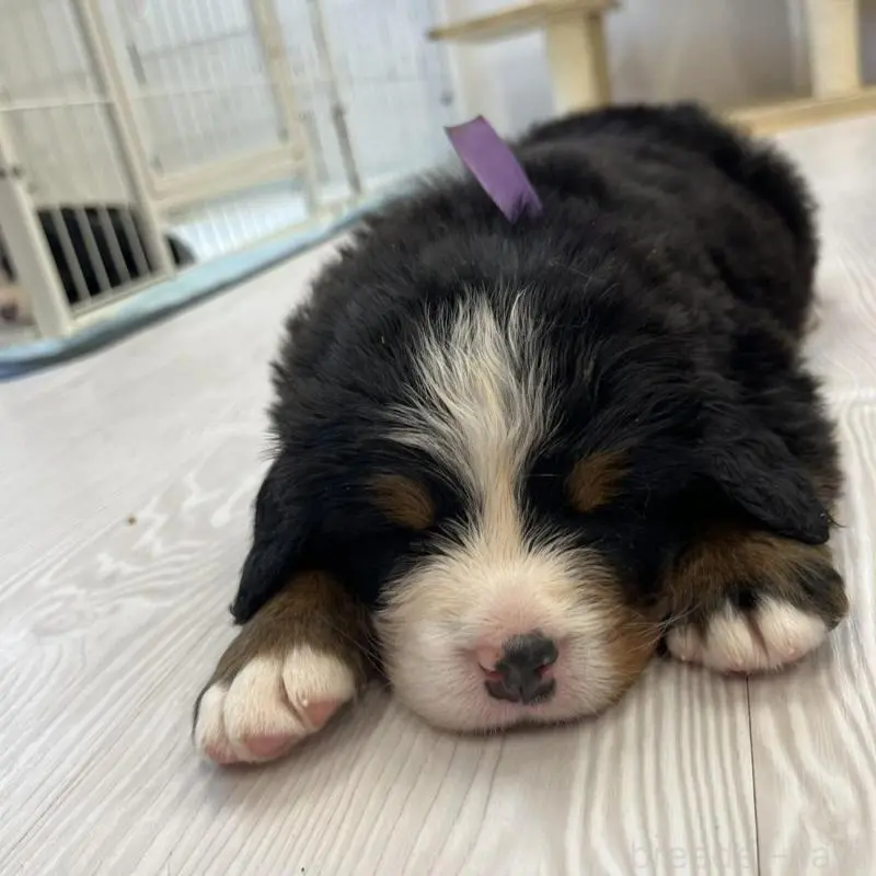 販売中の愛知県のバーニーズマウンテンドッグ-452687の2枚目