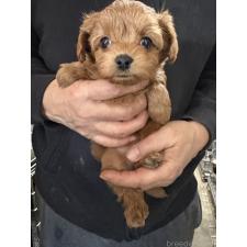 ♀︎ミックス犬