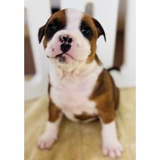 ♀︎アメリカンピットブルテリア