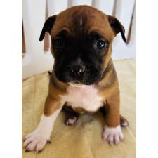 ♀︎アメリカンピットブルテリア