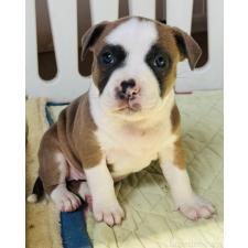 ♀︎アメリカンピットブルテリア