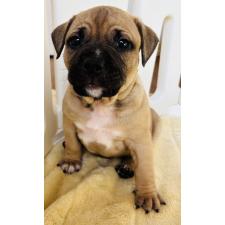 ♀︎アメリカンピットブルテリア