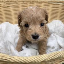 ♀︎マルプー:マルチーズ×トイプードル