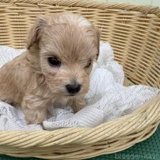 オンライン見学