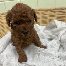 オンライン見学