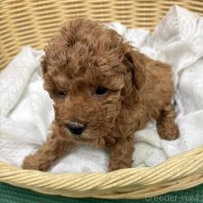 ♀︎タイニープードル