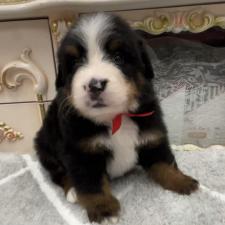 ♀︎バーニーズマウンテンドッグ