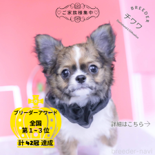 ♀︎チワワ(ロングコート)