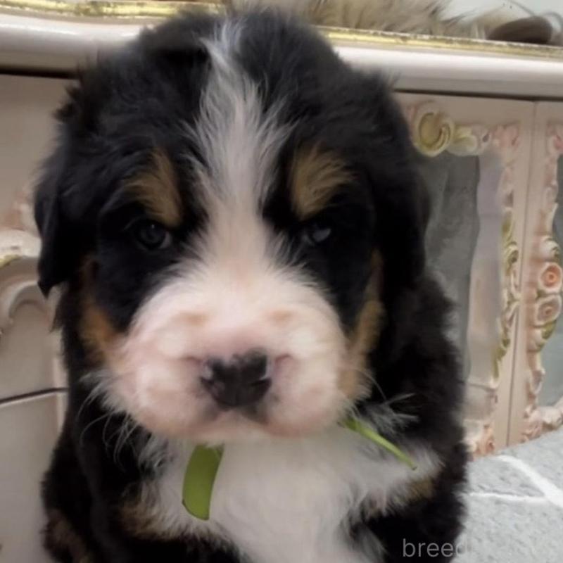 販売中の愛知県のバーニーズマウンテンドッグ-452693の11枚目