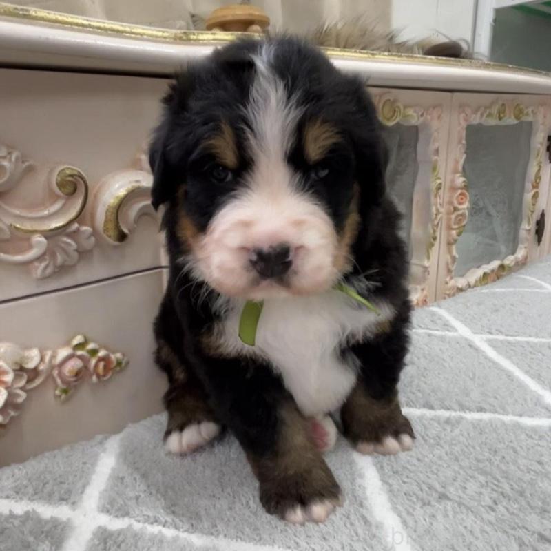 販売中の愛知県のバーニーズマウンテンドッグ-452693