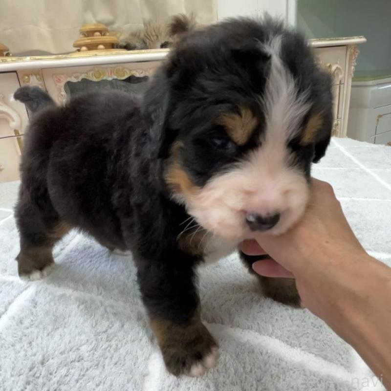 販売中の愛知県のバーニーズマウンテンドッグ-452693の10枚目