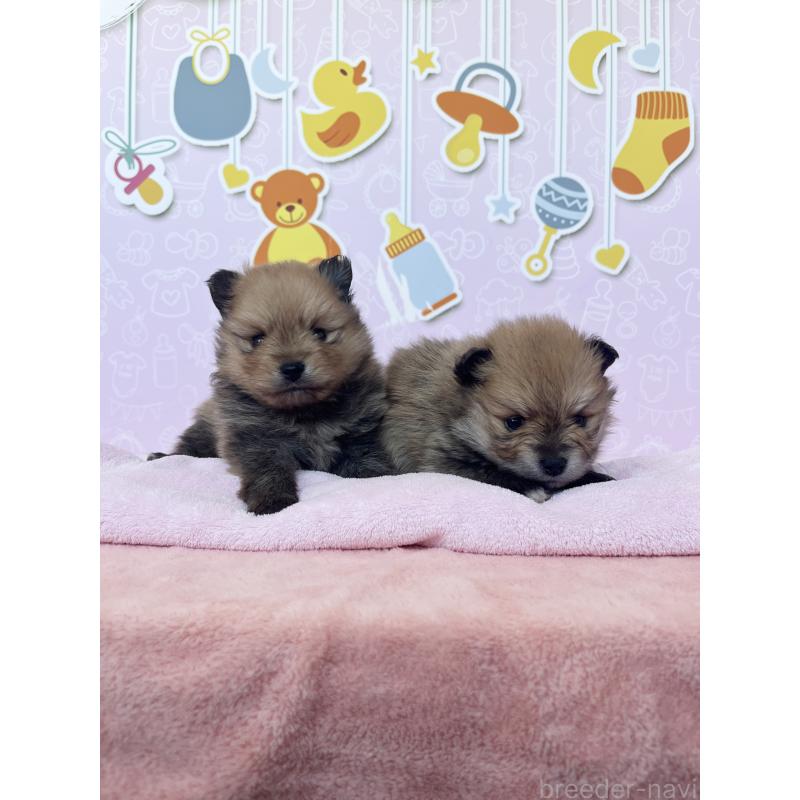 販売中の東京都のポメラニアン-452702の9枚目