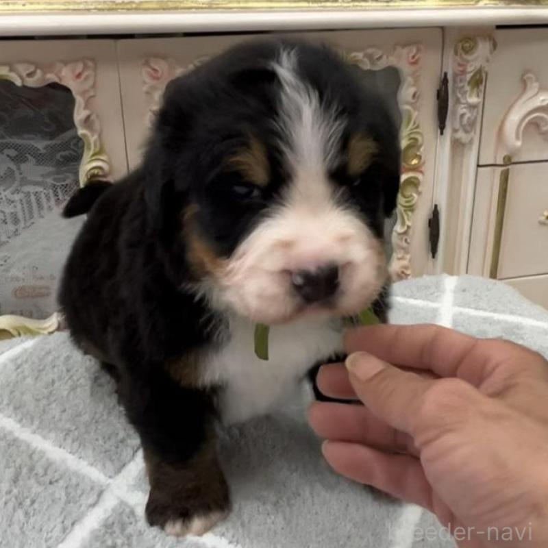 販売中の愛知県のバーニーズマウンテンドッグ-452693の9枚目