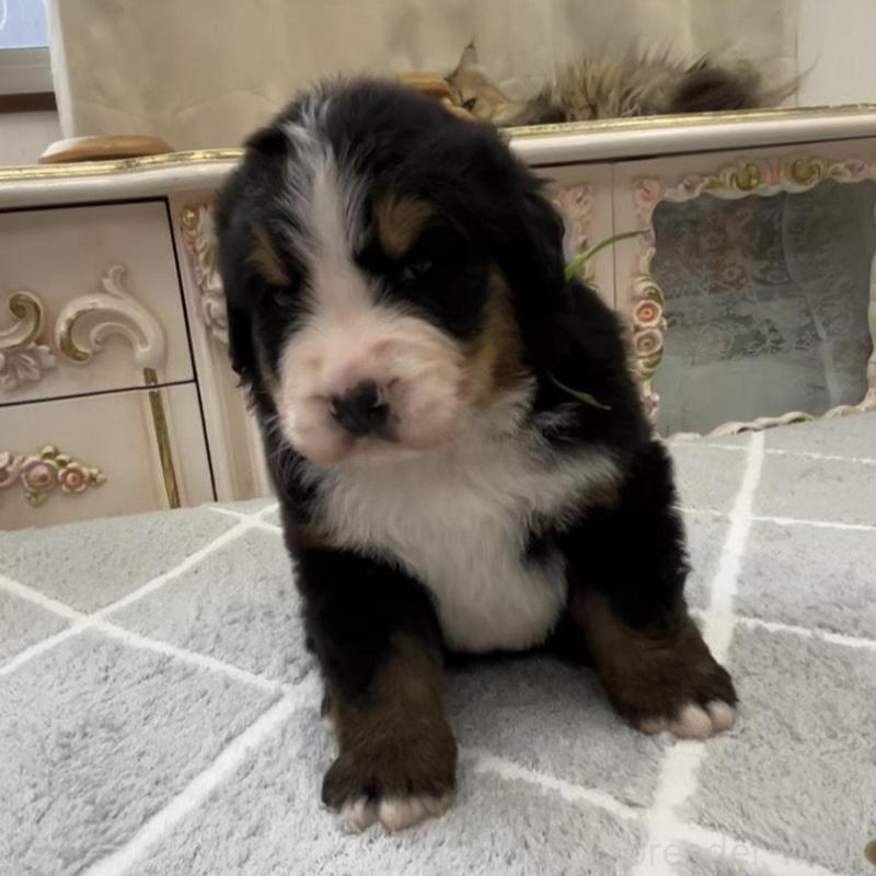 販売中の愛知県のバーニーズマウンテンドッグ-452693の8枚目