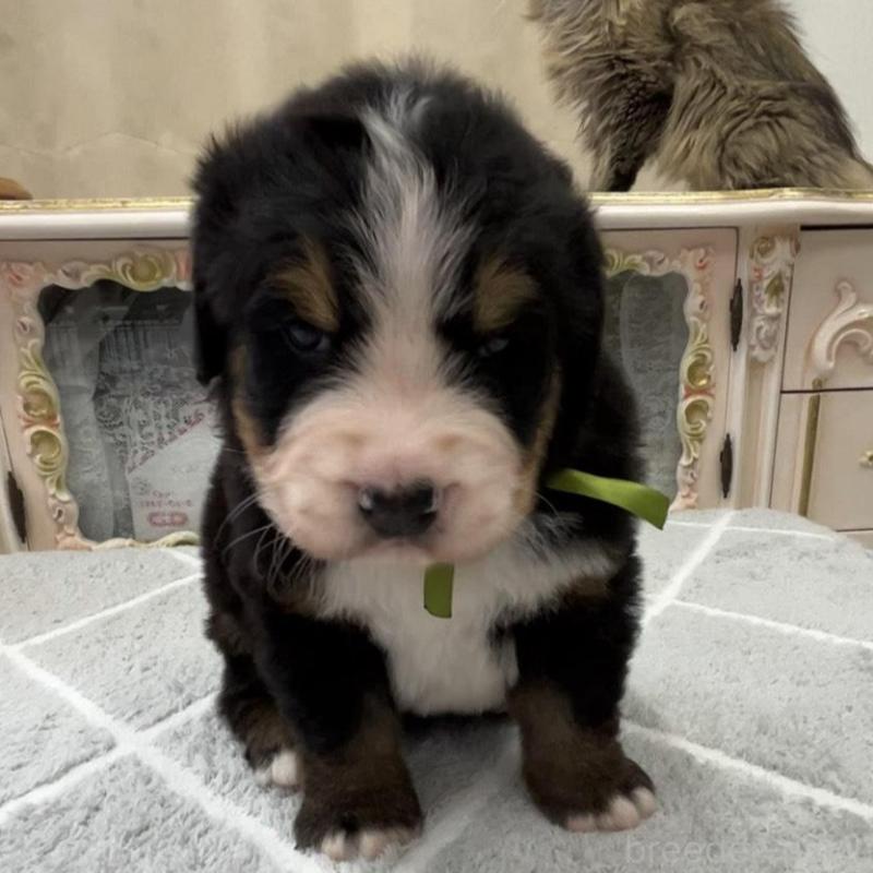 販売中の愛知県のバーニーズマウンテンドッグ-452693の6枚目