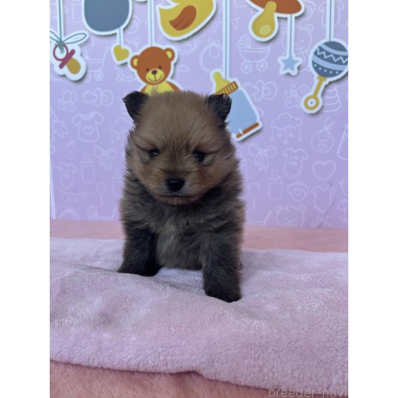 販売中の東京都のポメラニアン-452702の8枚目