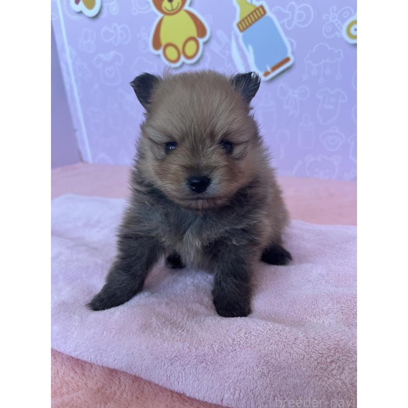 販売中の東京都のポメラニアン-452702の7枚目