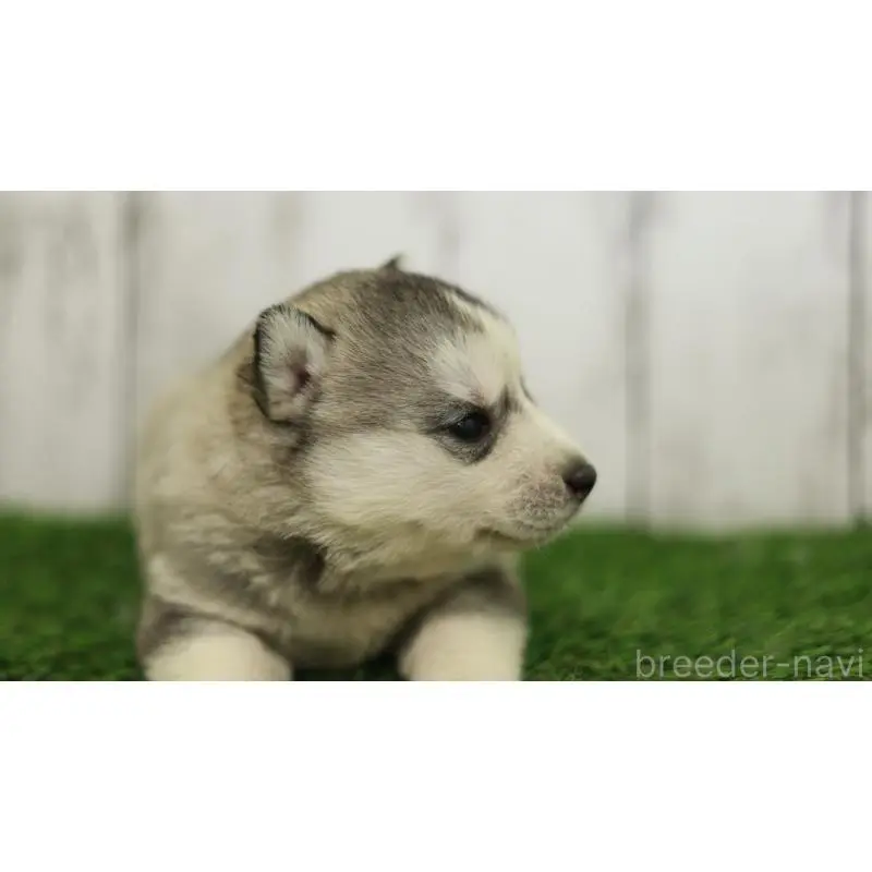 販売中の三重県のシベリアンハスキー-452691の7枚目