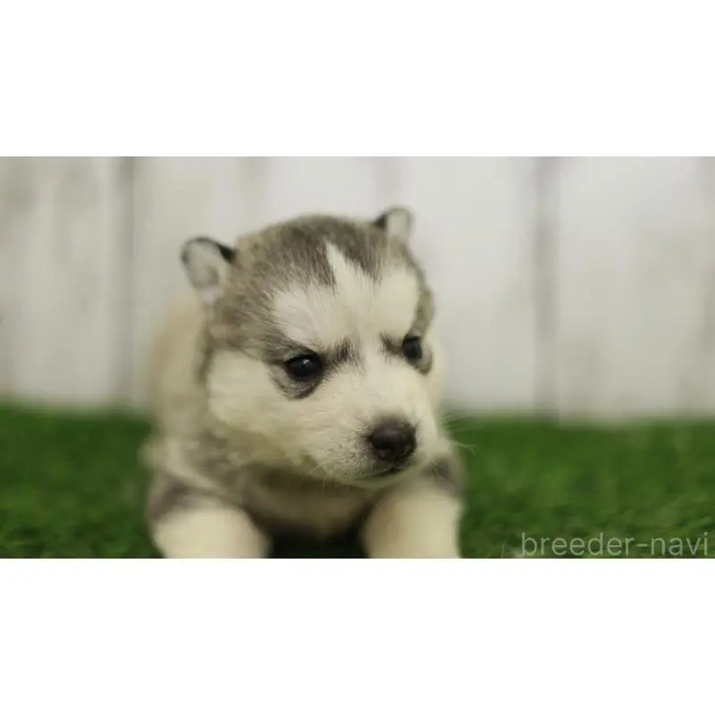 販売中の三重県のシベリアンハスキー-452691の5枚目