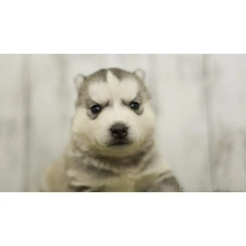 販売中の三重県のシベリアンハスキー-452691の4枚目